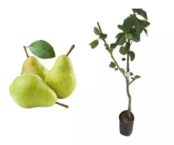 Mudas de pera para clima quente enxertada produz rápido