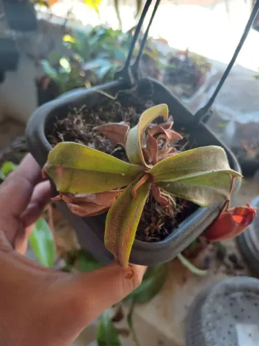 Nepenthes viking x ampullaria BMC - Planta Carnívora (Fêmea)