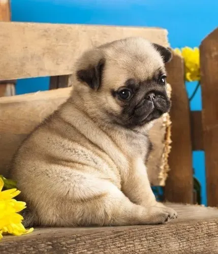 Pug filhote disponível em torno de flores Amarelas 