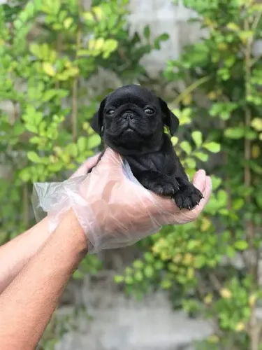 Pug Abricó e Preto, Lindos filhotes com Assistência Veterinária gratuita