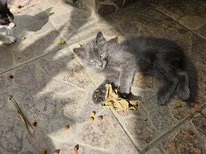 Doação de Gatinhos