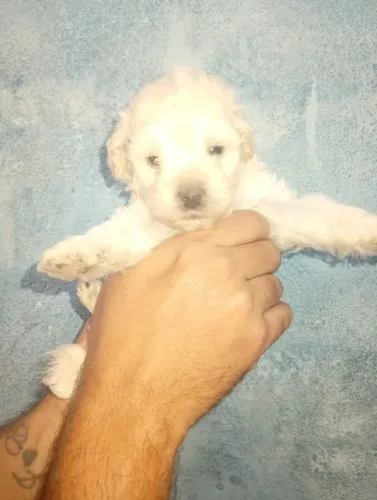 Filhotes podloo Toy original