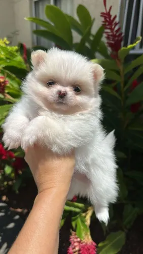 Chihuahua macho Pêlo longo. Super peludinho! Linhagem Premium!!