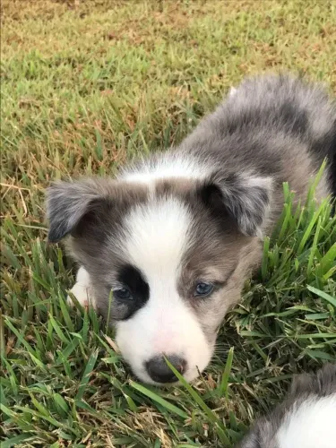 Border Collie nas cores chocolate e blue merle