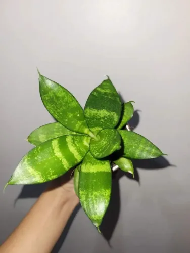 Sansevieria Cylindrica - Linda planta para seu lar!