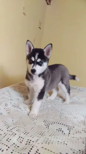 Filhote de Husky Siberiano entre um latido