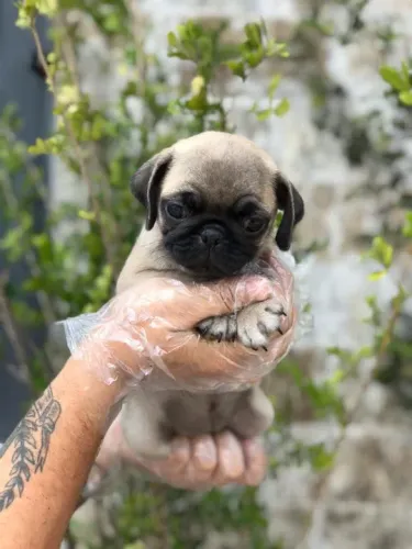 Pug Abricó e Preto, Lindos filhotes com Assistência Veterinária gratuita