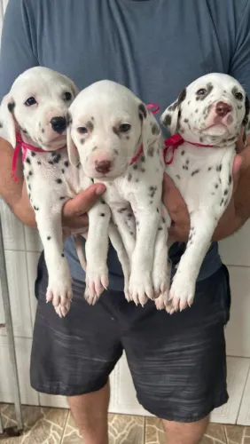 Dálmata machos e fêmeas padrão da raça 