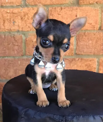 Pinscher femea e macho 0