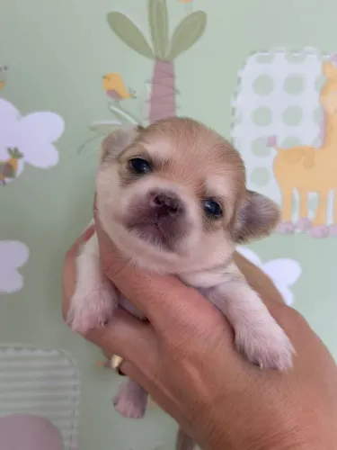 Chihuahua machinho fulvo e dourado para reserva 