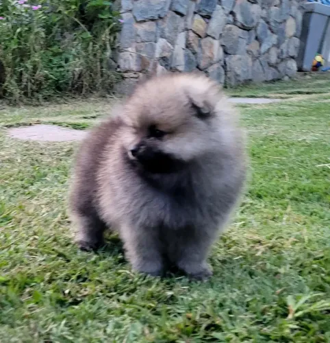 Spitz alemão- lulu da pomerania - venda permanente