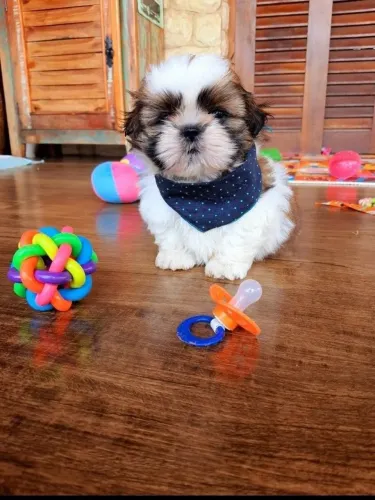 Filhote Shih Tzu Charmoso e Amigável