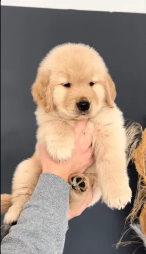 Golden adoção