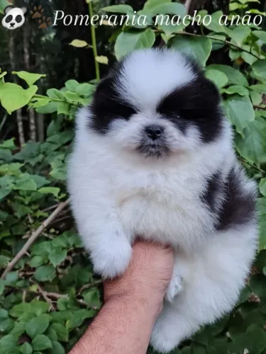 Spitz alemão macho anão preto e branco