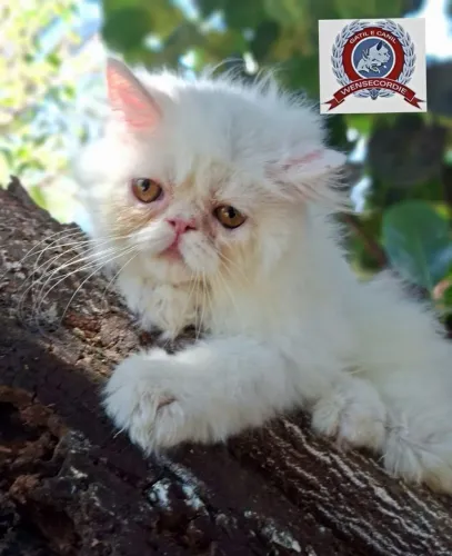 Filhotes gatos Persas macho