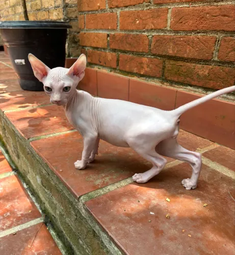Filhotes de Sphynx Macho