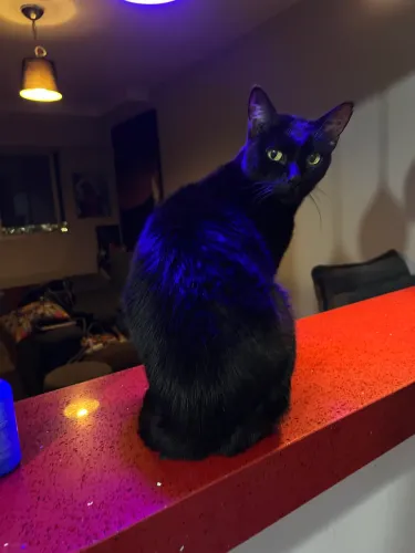 Gatinha para adoção responsável 