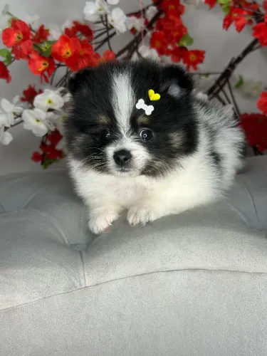 Spitz alemão