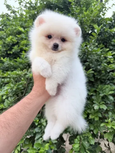 Filhote de Spitz alemão anão macho 