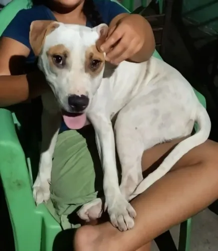 Pitbull fêmea 