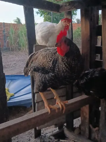 Vendo 2 galos
