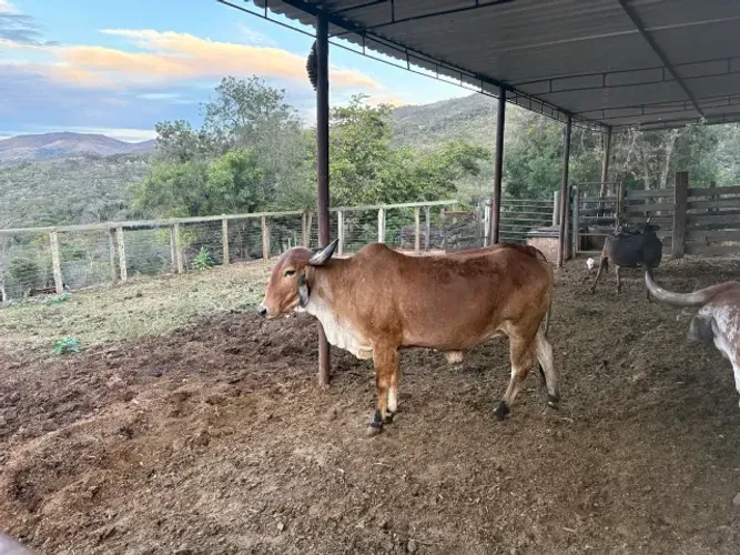 Leitoa e Vaca