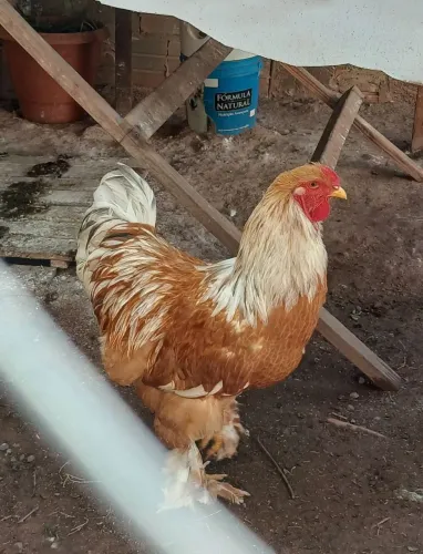 Galo Brahma