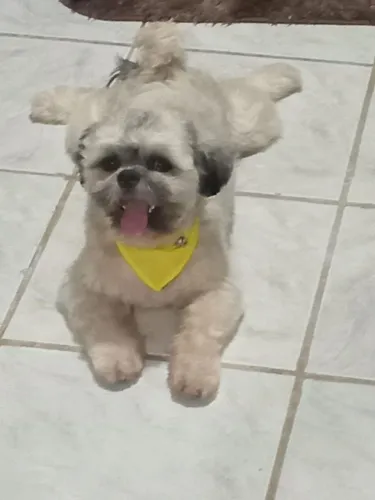 Vendo um cachorro shitzu macho