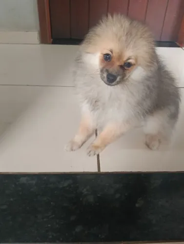 VENDO SPITZ ALEMÃO OU TROCO