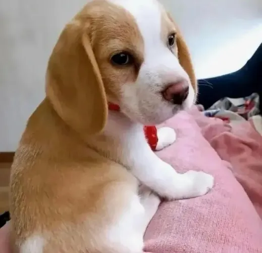 Filhotes de Beagle | Charme natural.