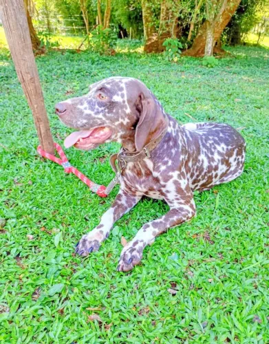 Dalmata Maron trio disponível