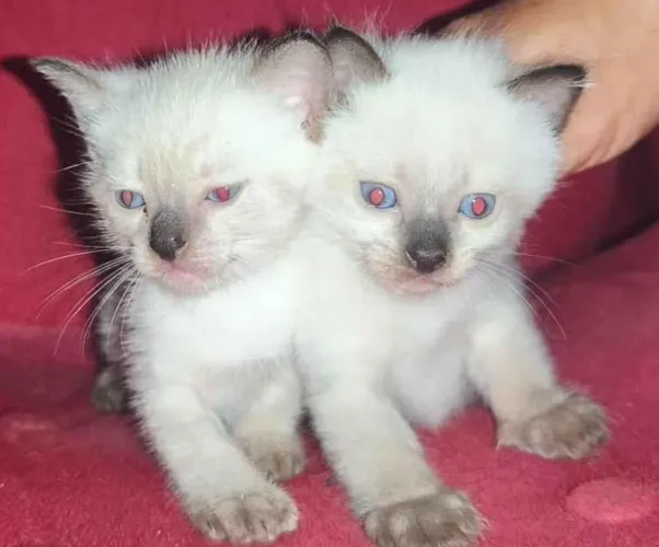 Gatinhos angorá disponível