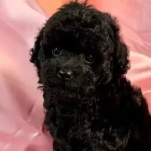 Poodle,Poodle Filhote Pronto Para Novo Lar