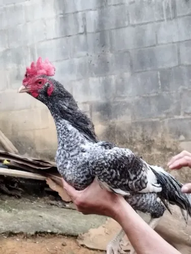 Vendo um frango índio carijó bode barbudo