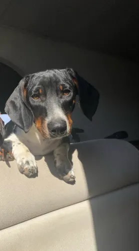 Dashund Arlequim Macho