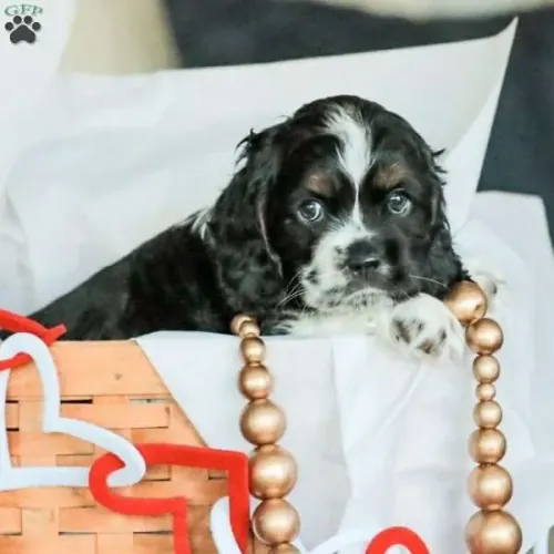 Cocker Spaniel Inglês Macho/Fêmea - Hoje