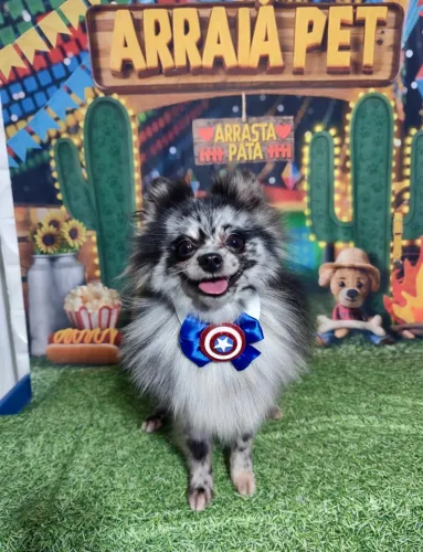 Spitz Merle
