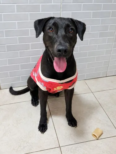 Mestiça de labrador