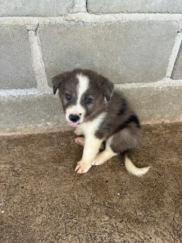 Border Collie LEGÍTIMO
