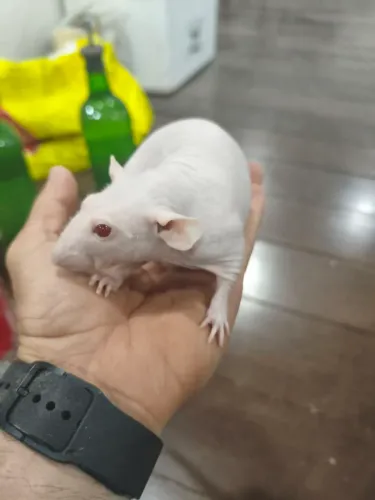 Twister/Mercol Hairless Dumbo