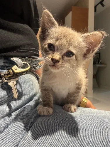 Gatinhos para adoção responsável