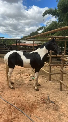 Cavalo