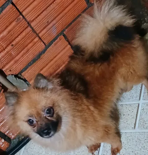 Lulu
