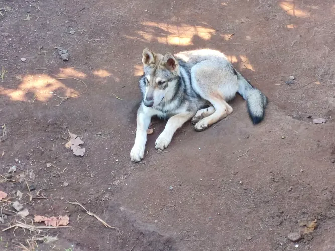 Filhotes de Cão ão Lobo de Saarloos 