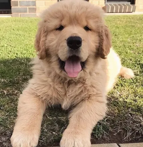 Golden Retriever Vive por você