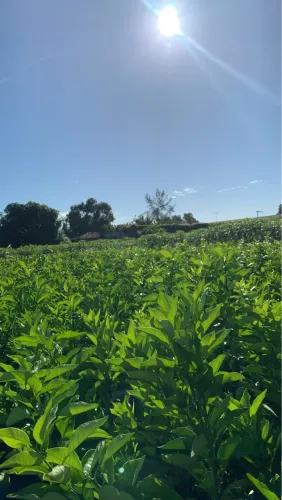 Mudas de Laranja na Bolsa 