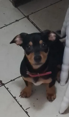 Doação de filhote. "Salchichinha"