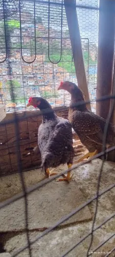 Vendas 