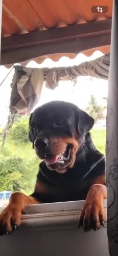 Doação de uma Rottweiler e uma Fila Brasileira 
