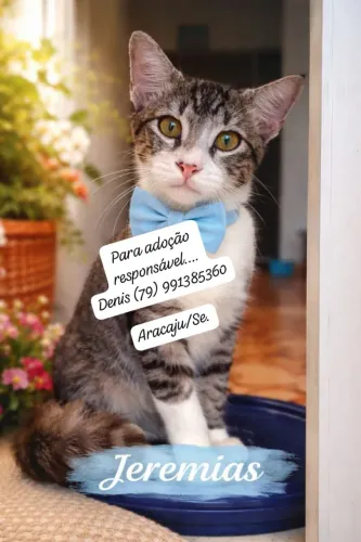 Gatinhos para doação 